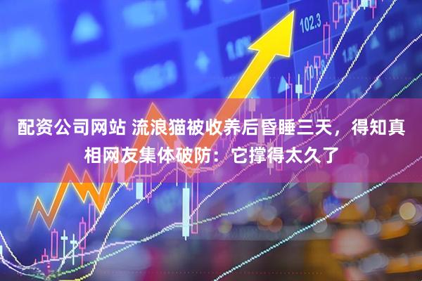 配资公司网站 流浪猫被收养后昏睡三天，得知真相网友集体破防：它撑得太久了